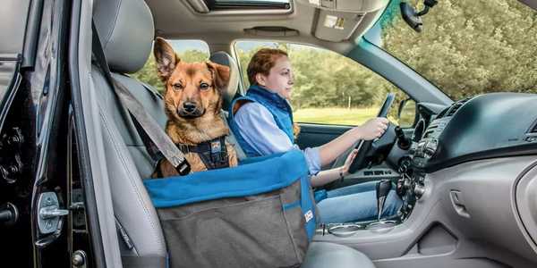  A person driving with a dog in a dog carrier.
